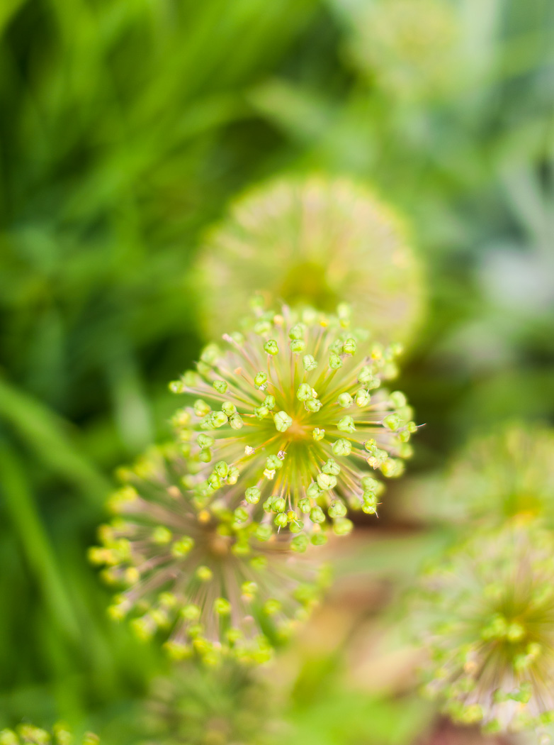 D700 with Sigma 50mm f/1.4