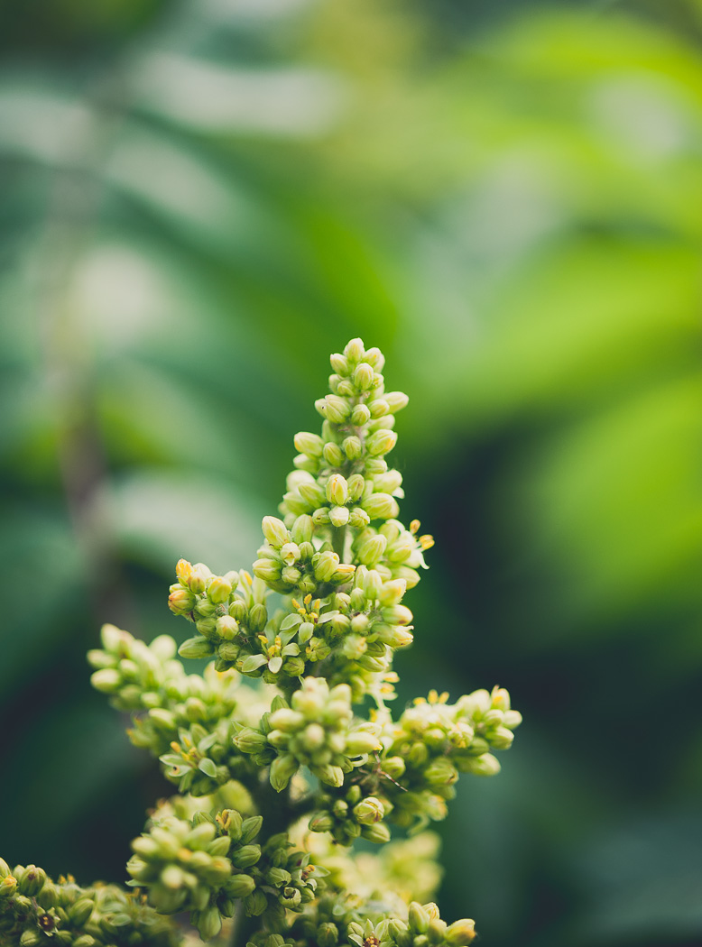 D700 with Nikon AF-S 60mm f/2.8 G Micro