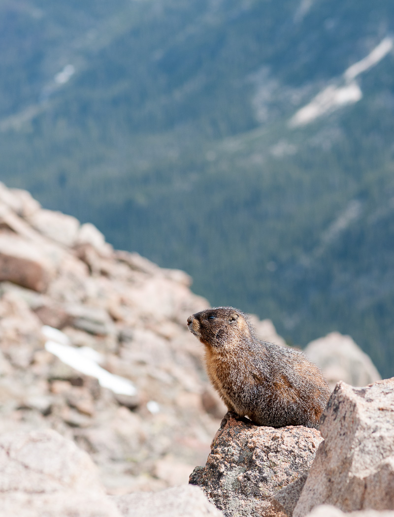 Yello-bellied marmot.
